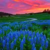 Pink Sunset At Texas Bluebonnets Field Paint By Numbers