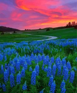 Pink Sunset At Texas Bluebonnets Field Paint By Numbers