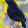 Satin Bowerbird Paint By Numbers