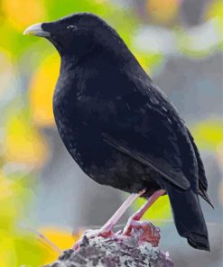 Satin Bowerbird Paint By Numbers