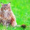 Siberian Cat On Grass Paint By Numbers