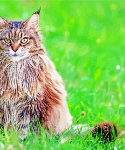 Siberian Cat On Grass Paint By Numbers