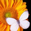 White Butterfly On Sunflower Paint By Numbers