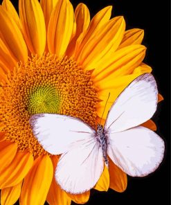 White Butterfly On Sunflower Paint By Numbers