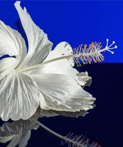 White Hibiscus Reflection Paint By Numbers