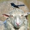 Willie Wagtail On A Sheep Head Paint By Numbers