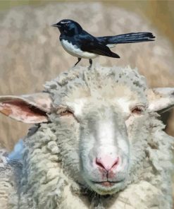 Willie Wagtail On A Sheep Head Paint By Numbers