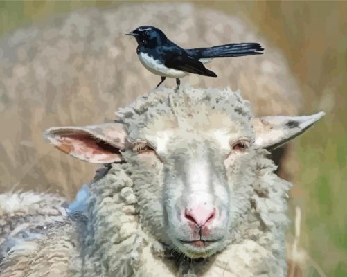 Willie Wagtail On A Sheep Head Paint By Numbers