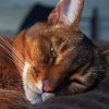 Abyssinian Cat Sleeping Paint By Numbers