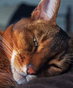 Abyssinian Cat Sleeping Paint By Numbers