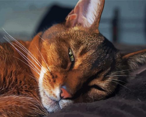 Abyssinian Cat Sleeping Paint By Numbers