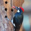 Acorn Woodpecker Paint By Numbers