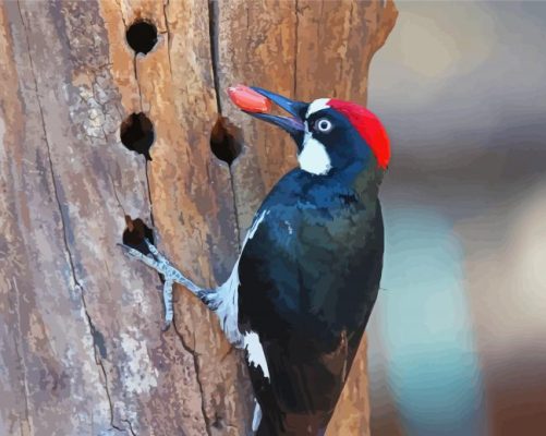 Acorn Woodpecker Paint By Numbers