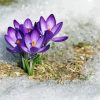 Beautiful Spring Flower In Snow Paint By Numbers