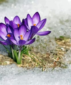 Beautiful Spring Flower In Snow Paint By Numbers