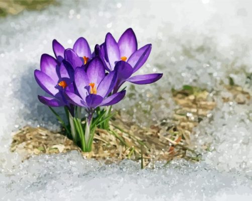 Beautiful Spring Flower In Snow Paint By Numbers