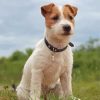 Bichon Jack Russell Puppy Paint By Numbers