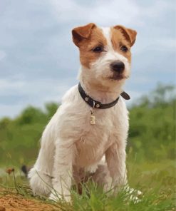 Bichon Jack Russell Puppy Paint By Numbers