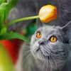 Blue Cat Looking At Flower Paint By Numbers