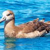 Brown Albatross Bird Paint By Numbers