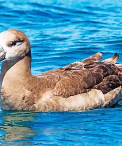 Brown Albatross Bird Paint By Numbers