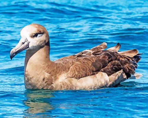 Brown Albatross Bird Paint By Numbers