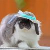 Cute Rabbit With Hat Paint By Numbers