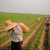 Farming With Workers Paint By Numbers