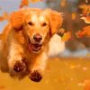 Happy Autumn Golden Retriever Paint By Numbers