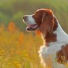 Irish Red White Setter Paint By Numbers