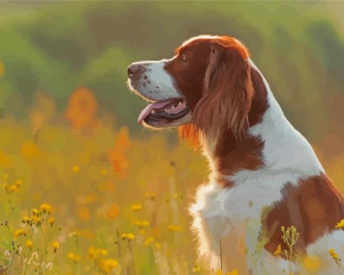 Irish Red White Setter Paint By Numbers