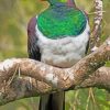 Kereru New Zealand Pigeon Paint By Numbers