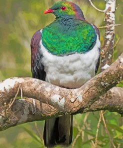 Kereru New Zealand Pigeon Paint By Numbers