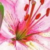 Pink Lily Paint By Numbers