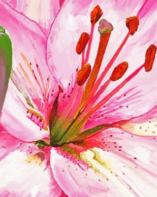 Pink Lily Paint By Numbers
