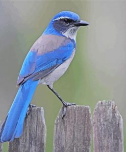 Scrub Jays Bird Paint By Numbers