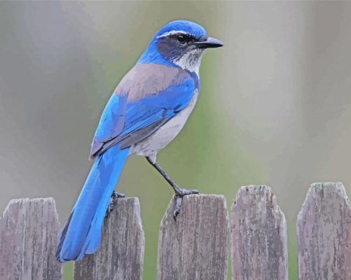 Scrub Jays Bird Paint By Numbers