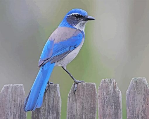 Scrub Jays Bird Paint By Numbers