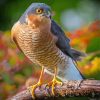 Sparrowhawk Bird On Branch Paint By Numbers