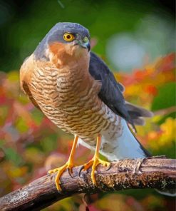 Sparrowhawk Bird On Branch Paint By Numbers