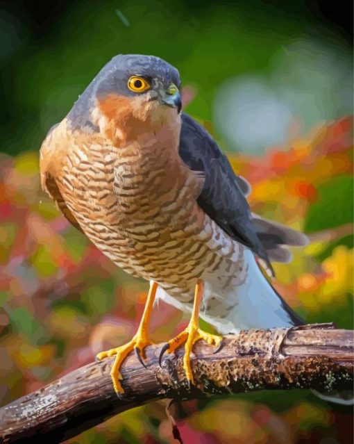 Sparrowhawk Bird On Branch Paint By Numbers