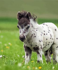 White Horse Foal Paint By Numbers