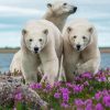 White Bears In Lavender Field Paint By Numbers