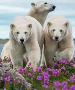 White Bears In Lavender Field Paint By Numbers