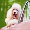 White Poodle In Pink Convertible Car Paint By Numbers