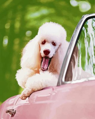 White Poodle In Pink Convertible Car Paint By Numbers