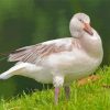 Aesthetic Snow Goose Paint By Numbers