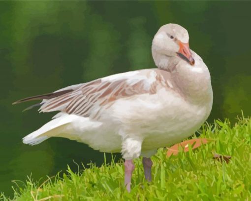 Aesthetic Snow Goose Paint By Numbers