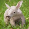 African Aardvark Paint By Numbers