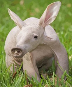 African Aardvark Paint By Numbers